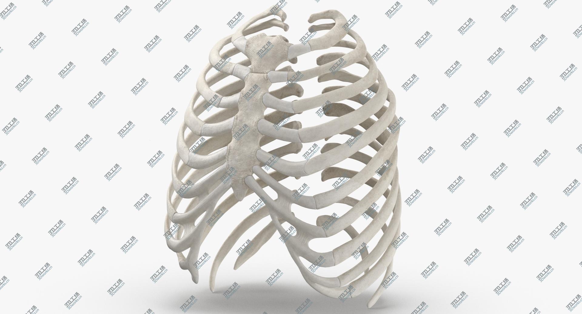 images/goods_img/202104023/Real Human Rib Thoracic Cage Anatomy White 01 3D model/1.jpg